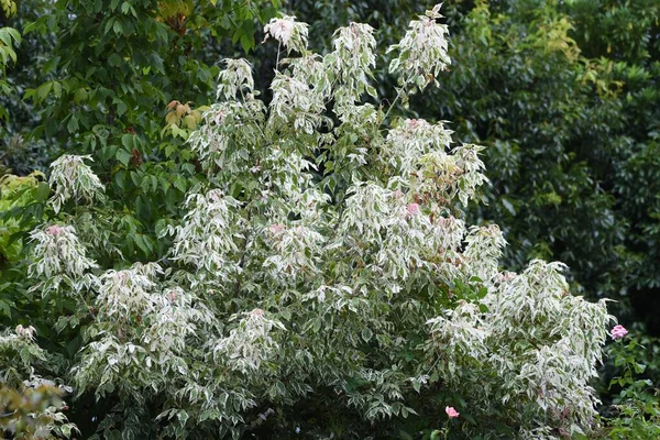 Blätter Des Buchsbaumahorns Sapindaceae Laubbaum Farbige Blattpflanzen Und Symbolbäume — Stockfoto