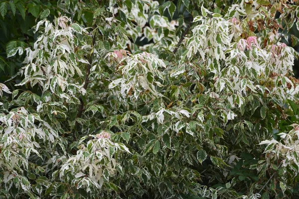 Feuilles Érable Boxelder Sapindaceae Arbuste Feuilles Caduques Couleur Des Plantes — Photo