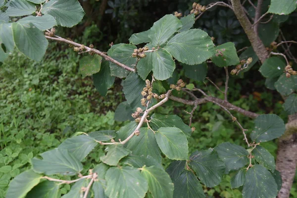 Frutos Hamamelis Japoneses Hamamelidaceae Arbusto Caducifolio — Foto de Stock