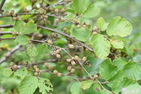 Frutas Avelã Bruxa Japonesas Hamamelidaceae Arbusto Caduco — Fotografia de Stock
