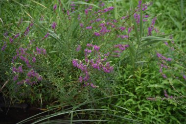 Lythrum Ataları (Loosestrife) çiçekleri. Lythraceae bitkisi.