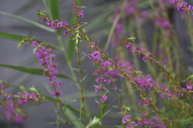 Lythrum Ataları (Loosestrife) çiçekleri. Lythraceae bitkisi.