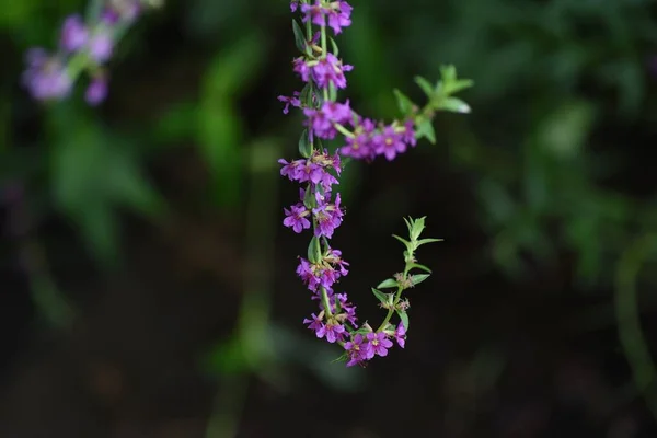 Lythrum Anceps Lazább Virágok Lythraceae Évelő Növény — Stock Fotó