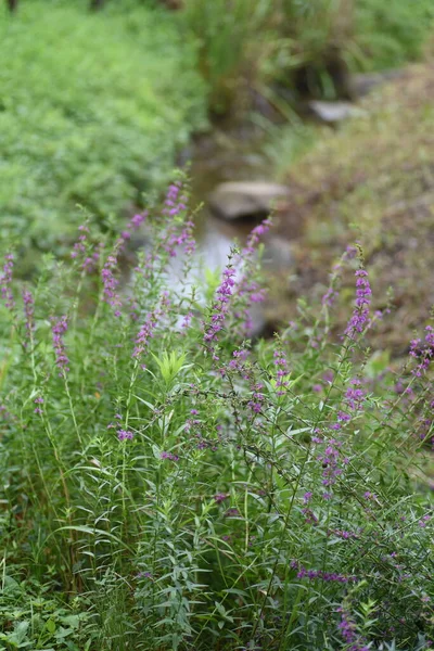 Lythrum Anceps Loosestrife Flores Lythraceae Planta Perene — Fotografia de Stock