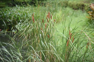 Cattail (Typha latifolia) suyun kenarında yetişir. Typhaceae daimi bitkisi.