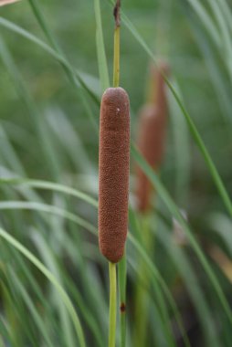 Cattail (Typha latifolia) suyun kenarında yetişir. Typhaceae daimi bitkisi.