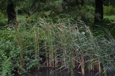 Cattail (Typha latifolia) suyun kenarında yetişir. Typhaceae daimi bitkisi.