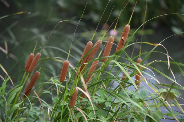 Macska Typha Latifolia Víz Szélén Typhaceae Évelő Megjelenő Növény — Stock Fotó