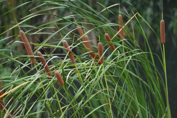 Cattail Typha Latifolia Creciendo Borde Del Agua Typhaceae Planta Emergente — Foto de Stock