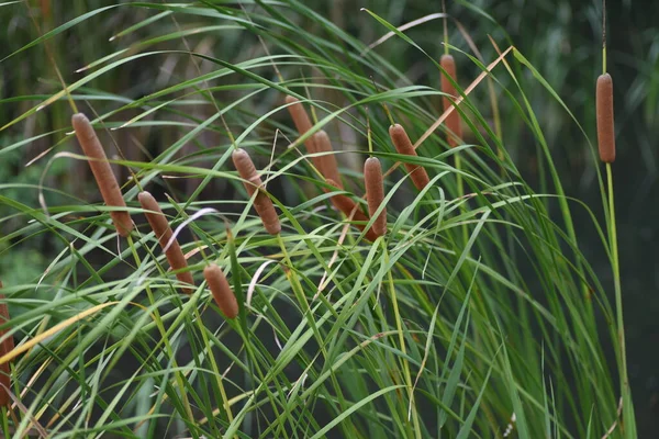 Cattail (Typha latifolia) suyun kenarında yetişir. Typhaceae daimi bitkisi.