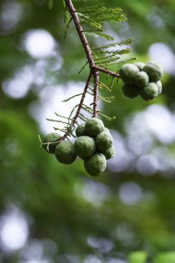 Kel selvi (Taxodium distichum) fındıkları. Cupressaceae yapraklı kozalaklı kozalaklı