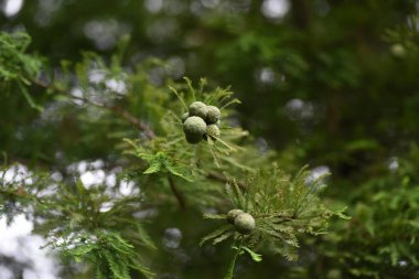 Kel selvi (Taxodium distichum) fındıkları. Cupressaceae yapraklı kozalaklı kozalaklı