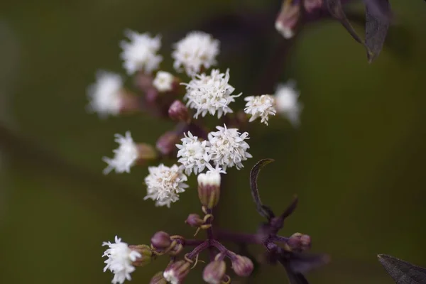 Eupatorium Rugosum Chocolate Flores Asteraceae Planta Perene — Fotografia de Stock