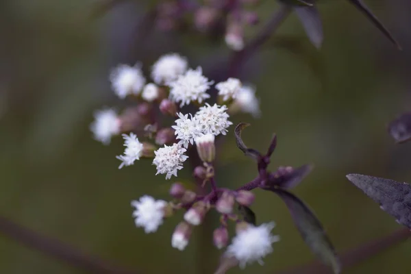 Eupatorium Rugosum Chocolate Blüht Staudenpflanze Asteraceae — Stockfoto