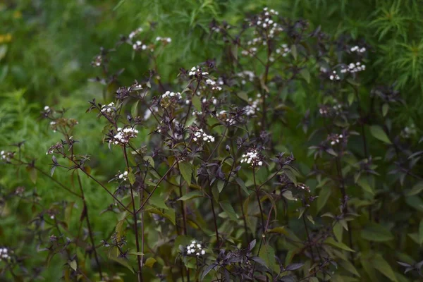 Eupatorium rugosum 'Çikolata' çiçekleri. Asteraceae daimi bitkisi.