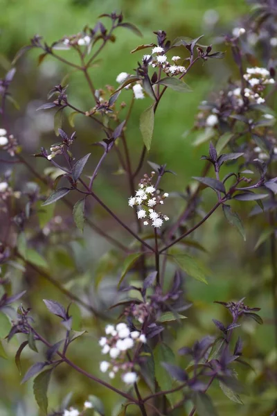 Цветы Евпатория Регозум Цветущая Многолетнее Растение Астеровых — стоковое фото