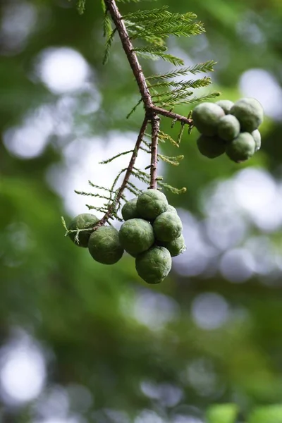 Kel selvi (Taxodium distichum) fındıkları. Cupressaceae yapraklı kozalaklı kozalaklı
