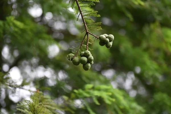 Kel selvi (Taxodium distichum) fındıkları. Cupressaceae yapraklı kozalaklı kozalaklı
