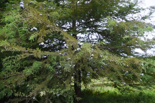 Skalliga Cypresser Taxodium Distichum Nötter Cupressaceae Lövträd — Stockfoto