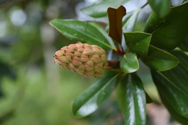 Southern magnolia (Magnolia grandiflora)fruits. Mgnoliaceae evergreen tree.