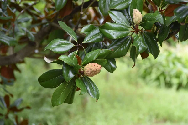 Южные Фрукты Магнолии Magnolia Grandiflora Вечнозеленое Дерево Mellliaceae — стоковое фото