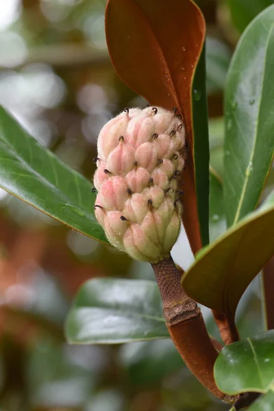 Plody Jižní Magnólie Magnolia Grandiflora Mgnoliaceae Evergreen Tree — Stock fotografie