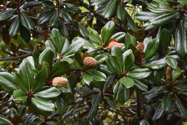 Owoce Magnolii Południowej Magnolia Grandiflora Mgnoliaceae Wiecznie Zielone Drzewo — Zdjęcie stockowe