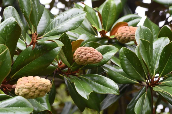 Owoce Magnolii Południowej Magnolia Grandiflora Mgnoliaceae Wiecznie Zielone Drzewo — Zdjęcie stockowe