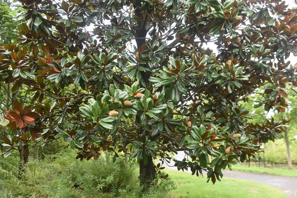 Déli Magnólia Magnolia Grandiflora Gyümölcsök Mgnoliaceae Örökzöld — Stock Fotó