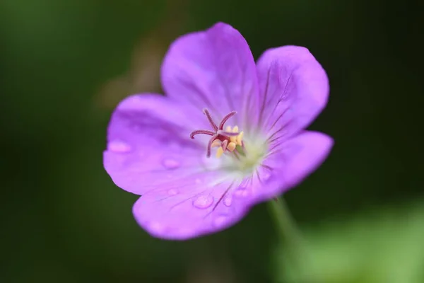 血のついたゼラニウムの花 ゲリアナ科高山多年草 — ストック写真