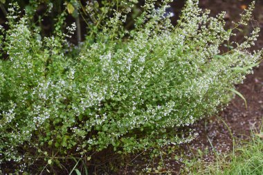 Daha az kalamar (Calamintha nepeta) çiçekleri. Lamiaceae daimi bitkileri.