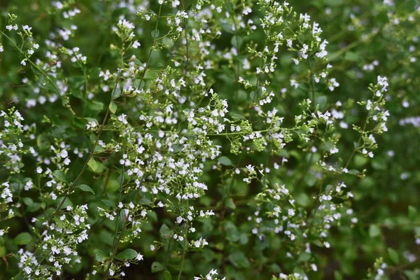 Daha Kalamar Calamintha Nepeta Çiçekleri Lamiaceae Daimi Bitkileri — Stok fotoğraf