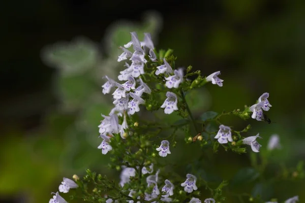 Kisebb Kalamint Calamintha Nepeta Virágok Lamiaceae Évelő Gyógynövények — Stock Fotó