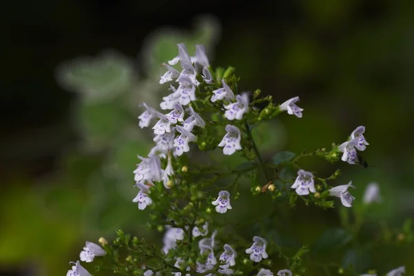 Daha az kalamar (Calamintha nepeta) çiçekleri. Lamiaceae daimi bitkileri.