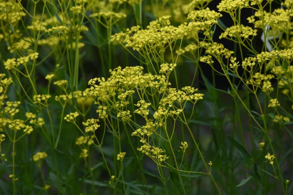 황금색 레이스 Patrinia Scabiosifolia Caprifoliaceae Perennial Grass — 스톡 사진