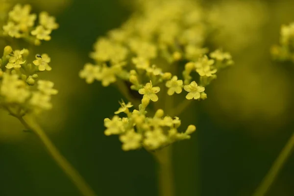 Golden Lace Patrinia Scabiosifolia Flowers Caprifoliaceae Perennial Grass — Stock Photo, Image