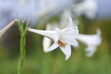 Tayvan zambağı çiçekleri. Tayvan 'a özgü Liliaceae bitkisi.