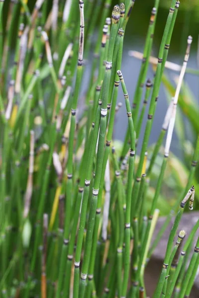 Horsetail Used Create Waterside Scenery Japanese Gardens — Stock Photo, Image