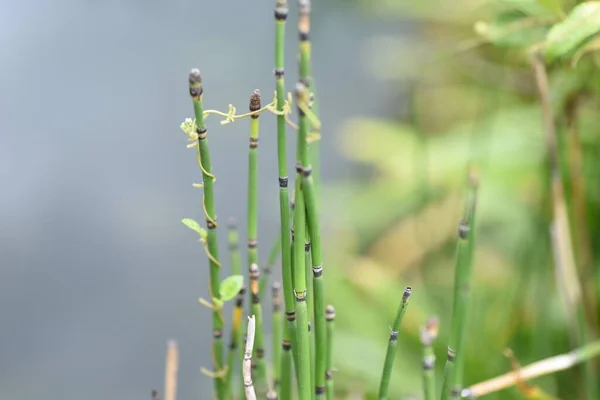 Horsetail Used Create Waterside Scenery Japanese Gardens — Stock Photo, Image