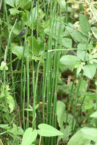 Horsetail Používá Vytvoření Vodní Scenérie Japonských Zahradách — Stock fotografie