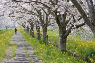 Nehir kenarında bir sıra kiraz ağacı ve tecavüz çiçekleri..