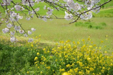 Çiçek açan kiraz ağaçları ve tecavüz çiçekleri serpilmiş..