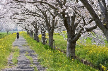Çiçek açan kiraz ağaçları ve tecavüz çiçekleri serpilmiş..