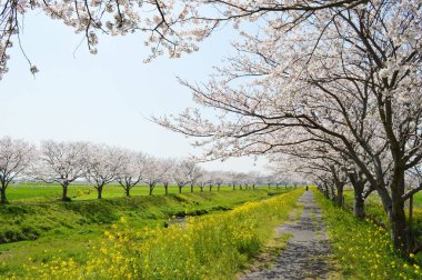 Çiçek açan kiraz ağaçları ve tecavüz çiçekleri serpilmiş..