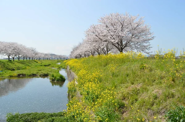 Una Fila Alberi Ciliegio Fiori Colza Sulla Riva Del Fiume — Foto Stock