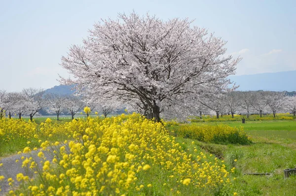 Uma Fileira Cerejeiras Flores Colza Beira Rio — Fotografia de Stock