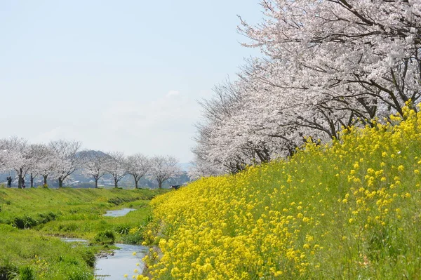 Una Fila Alberi Ciliegio Fiori Colza Sulla Riva Del Fiume — Foto Stock