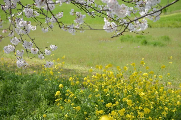 Row Cherry Blossom Trees Rape Blossoms Riverside — Stock Photo, Image