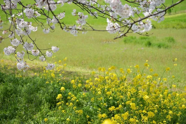 Une Rangée Cerisiers Colza Pleine Floraison — Photo