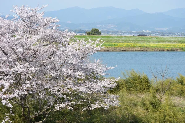 Una Fila Alberi Ciliegio Fiori Colza Piena Fioritura — Foto Stock